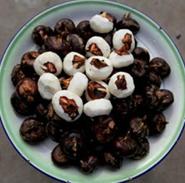 荸薺之旅，探尋內(nèi)心平靜的綠色行情