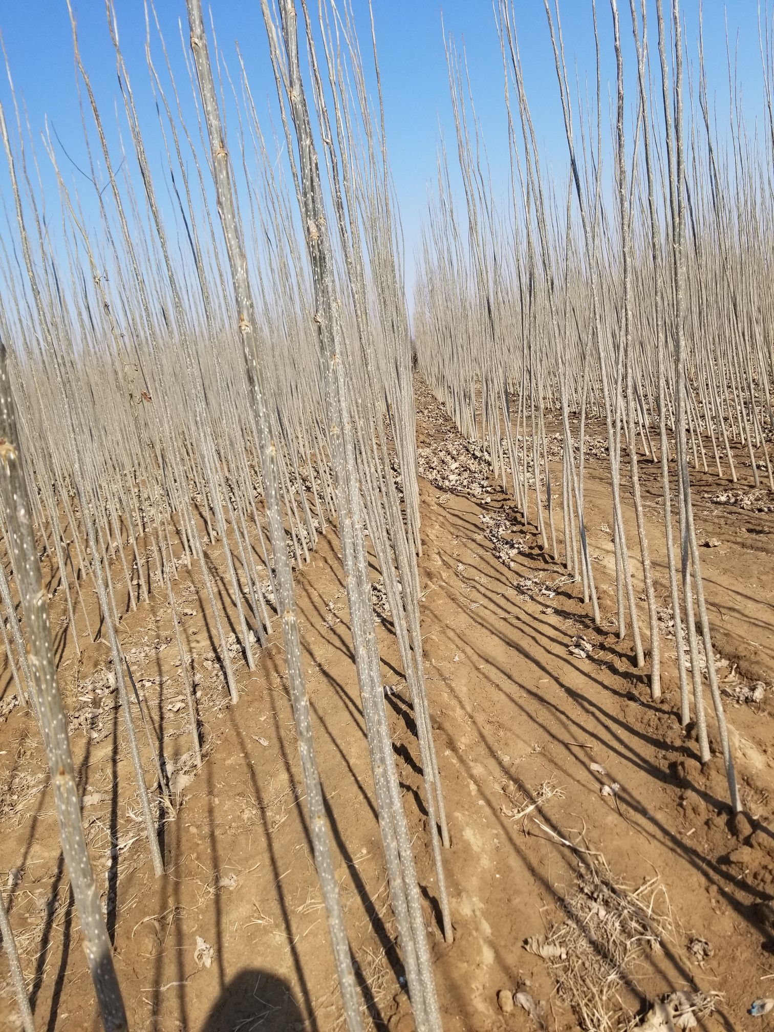 楊樹(shù)苗批發(fā)價(jià)格探索之旅，自然美景的探尋與發(fā)現(xiàn)