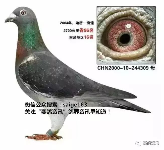 揭秘獨家自制賽鴿比賽提速藥秘訣，輕松贏在起跑線！