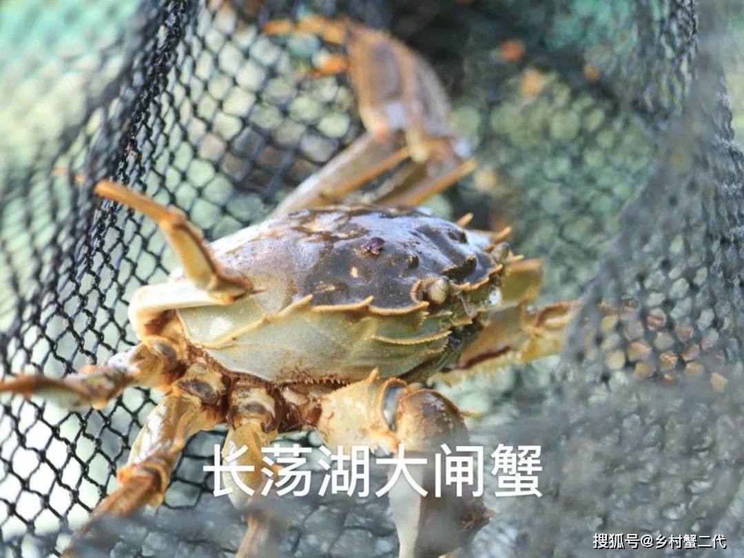 長(zhǎng)蕩湖大閘蟹上市時(shí)間與湖畔的寧?kù)o之旅