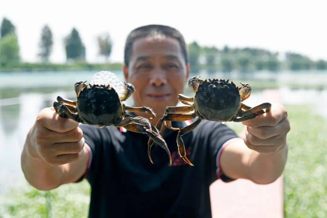 長(zhǎng)蕩湖大閘蟹上市時(shí)間與湖畔的寧?kù)o之旅