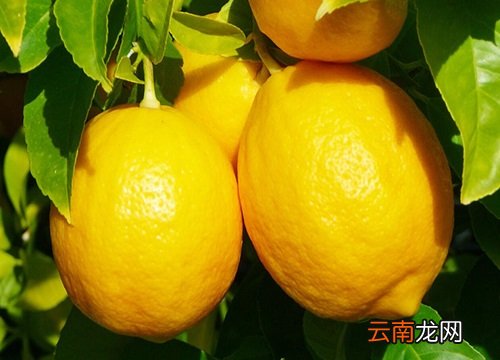 檸檬上市時(shí)間,檸檬上市時(shí)間，全面指南