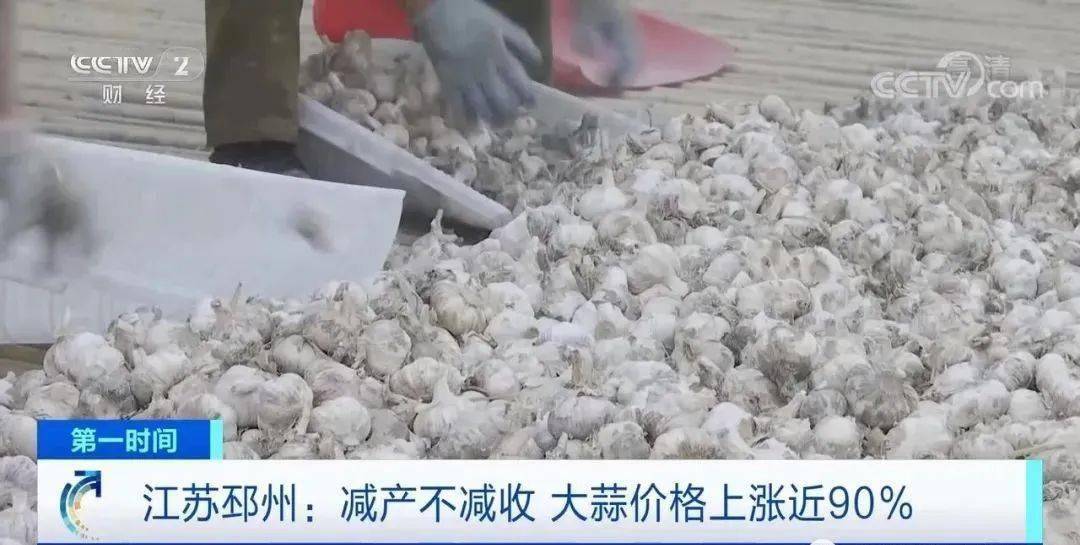 邳州大蒜今日行情更新，新鮮市場動態(tài)解析