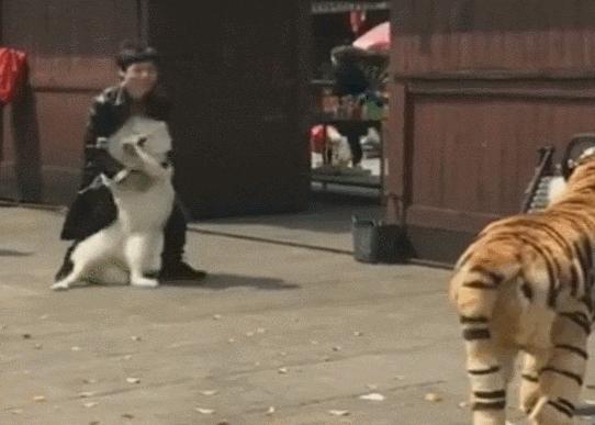 比格犬價(jià)格揭秘，一場友情的溫馨旅程開啟愛與忠誠的旅程