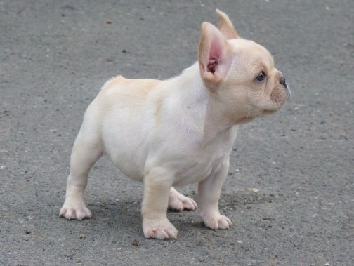 英牛犬當(dāng)前市場行情分析