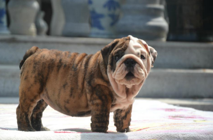 英牛犬當(dāng)前市場行情分析