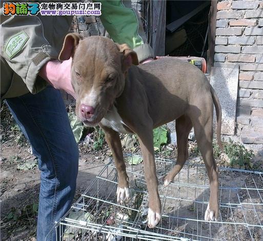 比特羊最新資訊,比特羊最新資訊，引領(lǐng)數(shù)字時(shí)代的先鋒力量