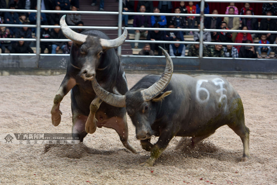 廣西牛王大賽震撼賽場(chǎng)，最新視頻展現(xiàn)牛氣沖天！