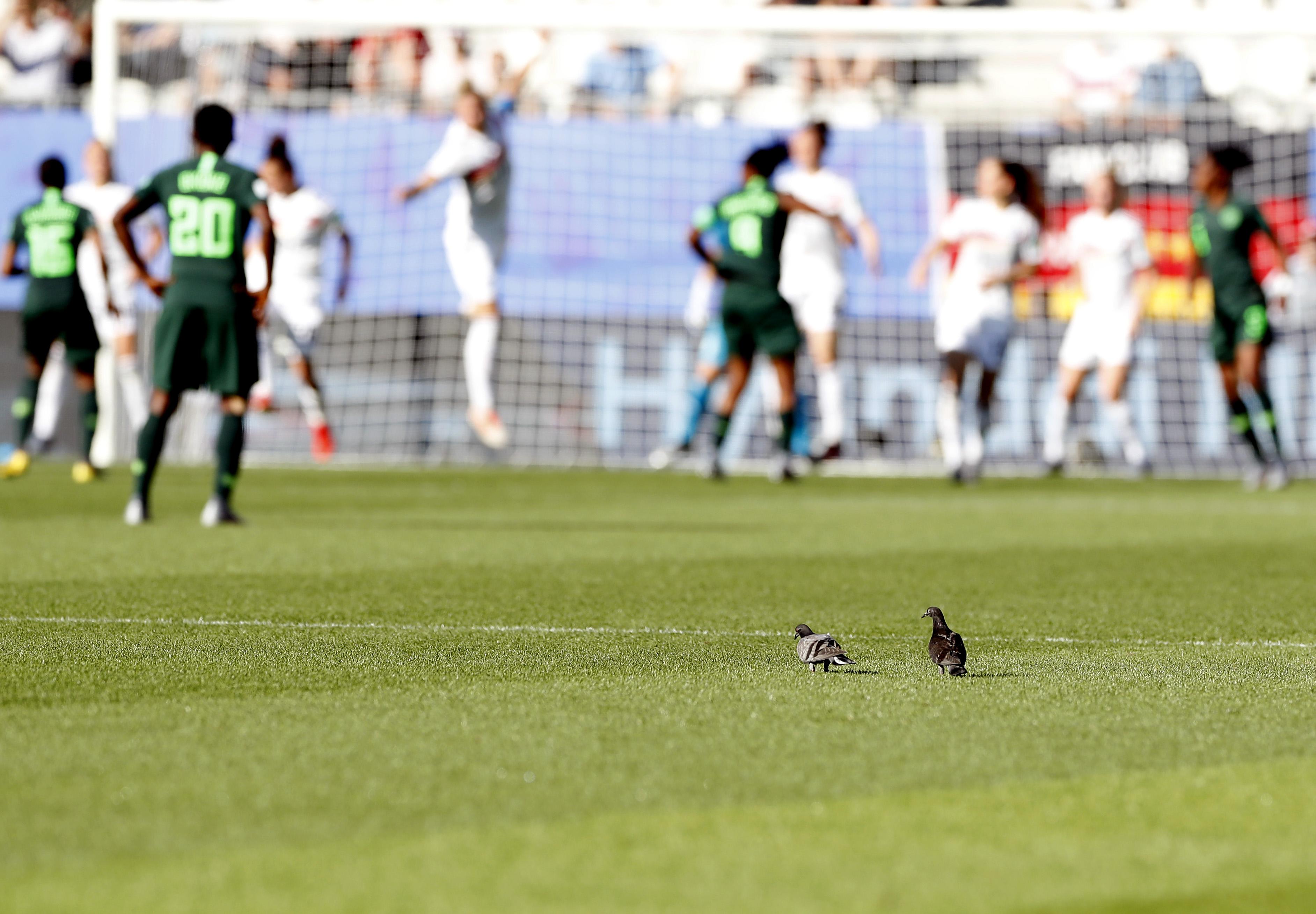 飛翔的夢想與現(xiàn)實，鴿子比賽全程精彩實錄