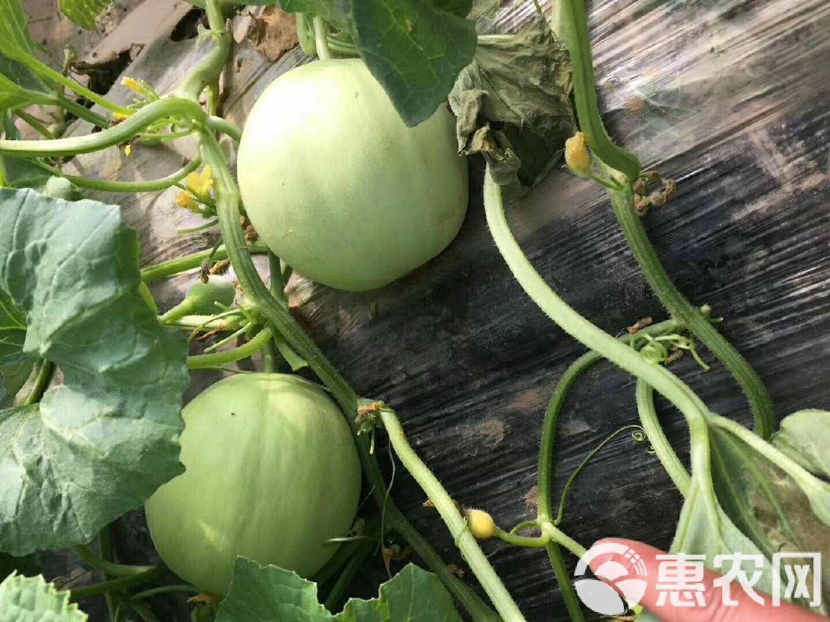閆良甜瓜行情揭秘，夏日甜瓜情緣與夏日記憶