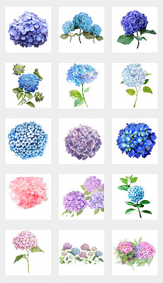 小紅書推薦，繡球花動漫的魔法世界