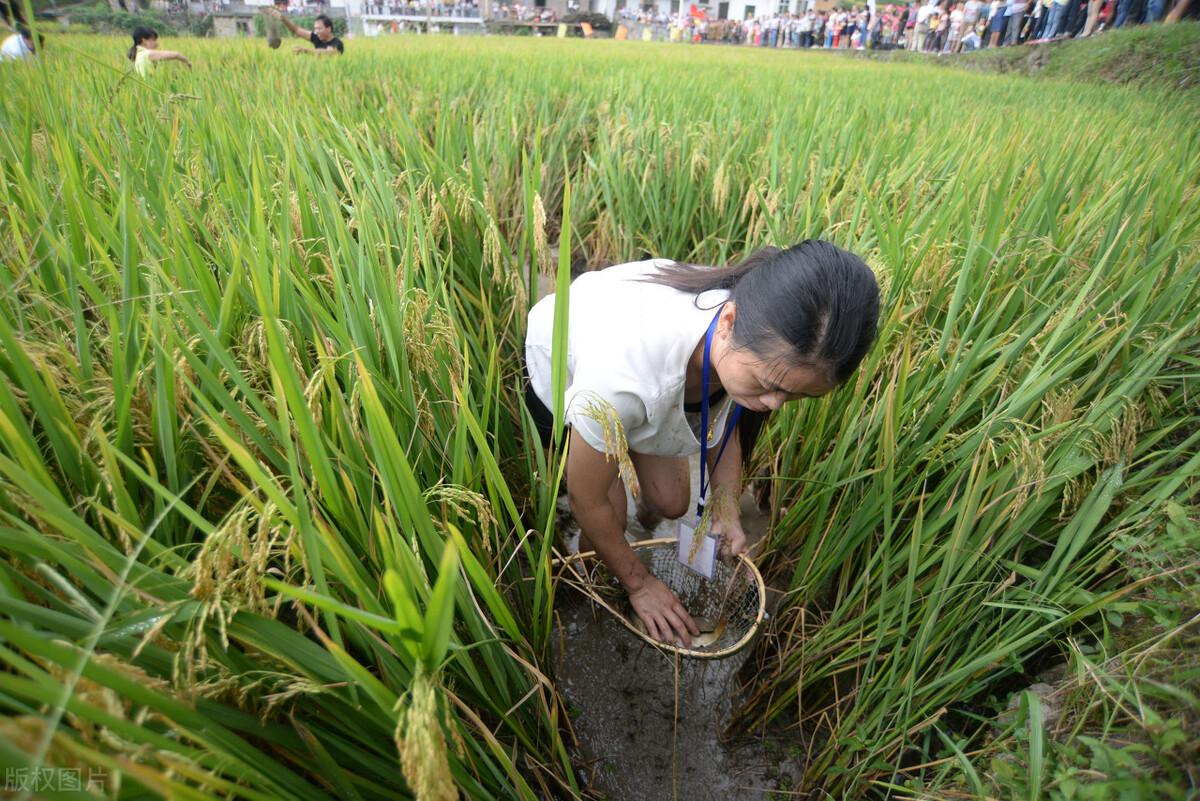 大米行情解析，市場走勢及影響因素深度剖析