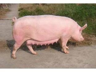 最新豬品種，選擇與了解的綜合指南