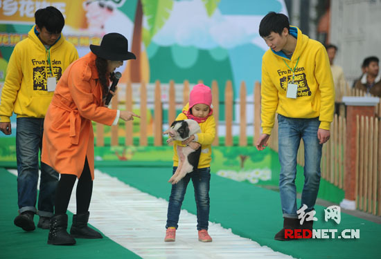 抱豬比賽，歡樂無限，盡享激情時刻！