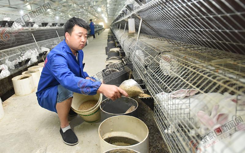 尋找兔場飼養(yǎng)員，最新招聘啟事與小巷特色小店探索之旅