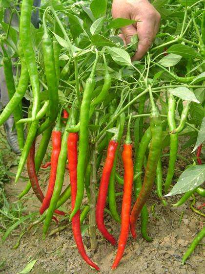 最新線椒種子品種引領(lǐng)時代味覺革命