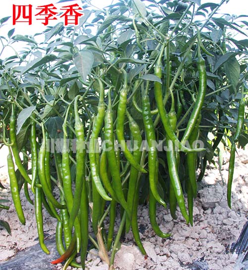 最新線椒種子品種引領(lǐng)時代味覺革命