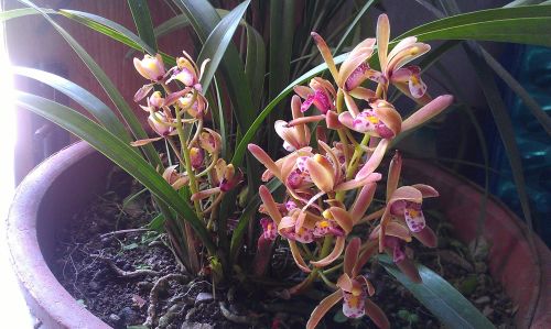 蘭花市場(chǎng)行情分析，市場(chǎng)趨勢(shì)與動(dòng)態(tài)概覽