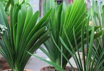 葉綠更新，植物生命力與科技融合的新篇章