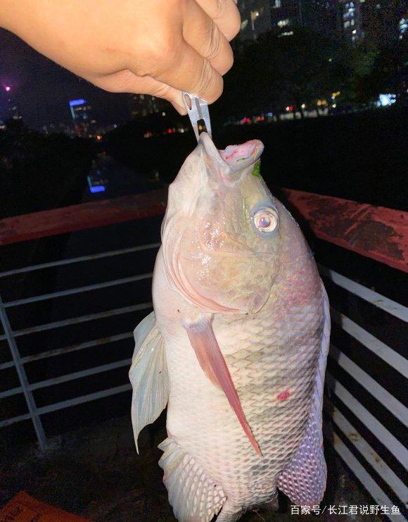 不斷學(xué)習(xí)中捕撈成功的魚，最新捕魚技巧分享