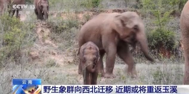 野生象群動態(tài)觀察與研究簡報