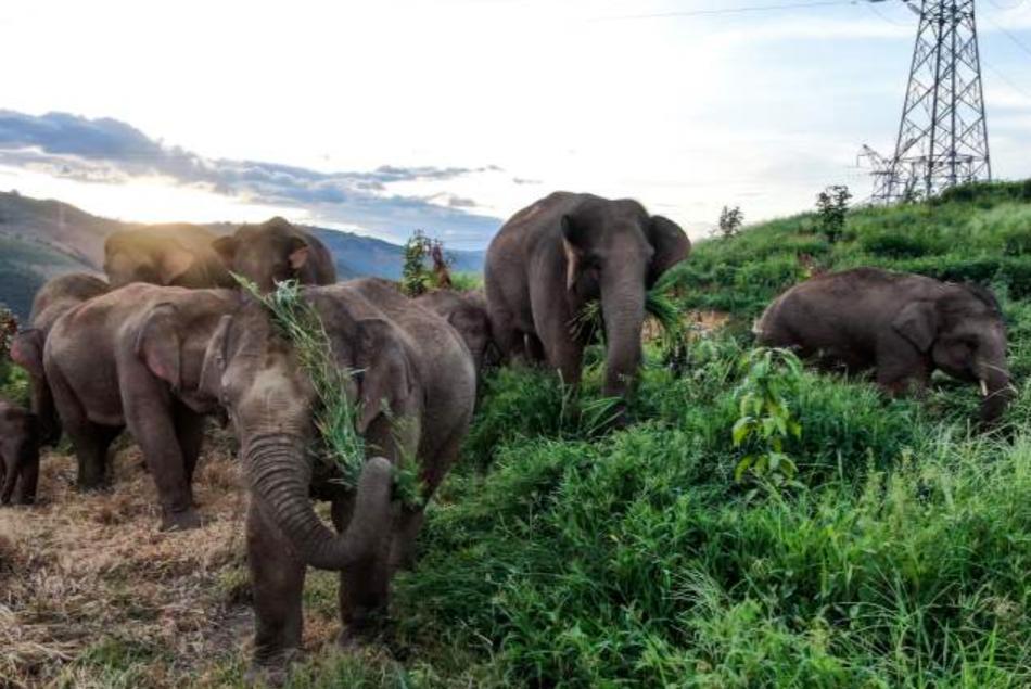 野生象群動態(tài)觀察與研究簡報