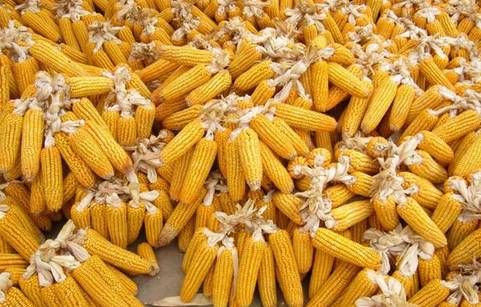 長(zhǎng)治玉米市場(chǎng)價(jià)格動(dòng)態(tài)，與自然美景的對(duì)話之旅