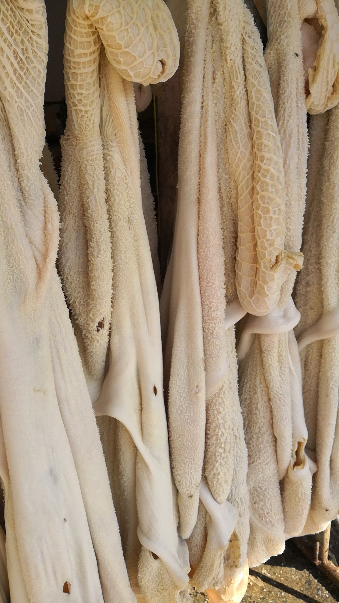 牛肚批發(fā)價格揭秘，小巷特色小店的探索之旅