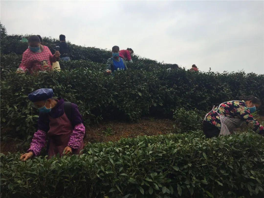 貞豐小屯鎮(zhèn)動(dòng)態(tài)資訊，探索自然美景，尋覓內(nèi)心平和之旅