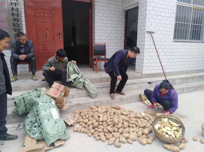 帶你走進五彩斑斕的土豆世界，最新土豆品種介紹