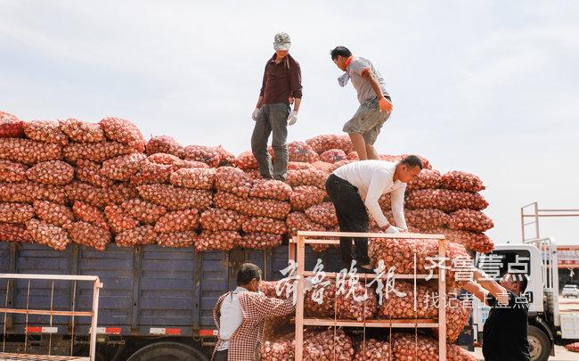 金鄉(xiāng)大蒜今日最新價(jià)格及市場走勢與產(chǎn)業(yè)洞察分析