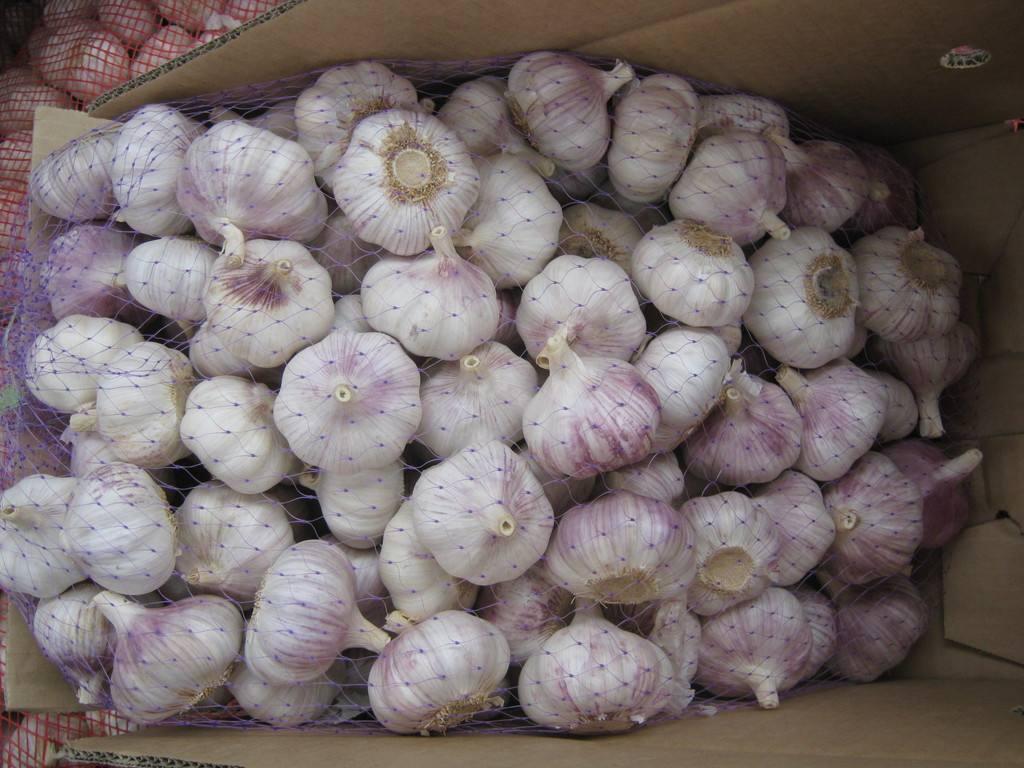 金鄉(xiāng)大蒜今日最新價(jià)格及市場走勢與產(chǎn)業(yè)洞察分析