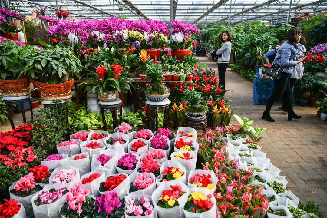 科技引領下的花卉市場新紀元，各種鮮花批發(fā)價格解析