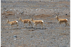 四不像正版+正版四不像,深入研究執(zhí)行計(jì)劃_輕量版11.460