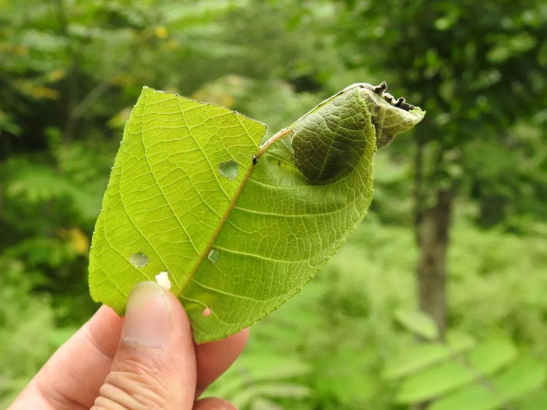 最新野外汽車體驗之旅，駛向自然，探尋內心平靜之道