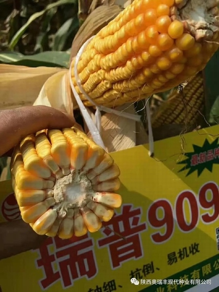 最新國審瑞普909品種，農(nóng)業(yè)發(fā)展的雙刃劍揭秘