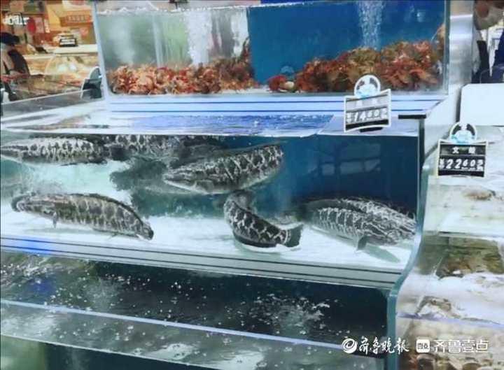 科技賦能生活，智能魚價通——淡水魚價格盡在掌握的新伙伴