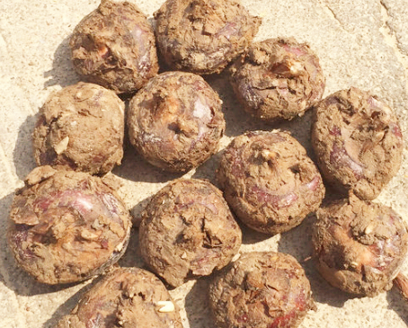 荔浦馬蹄價(jià)格行情新鮮發(fā)布，不容錯(cuò)過！