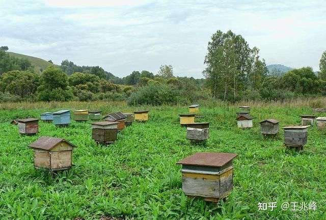 養(yǎng)蜂全步驟指南，把握行情，洞悉養(yǎng)蜂業(yè)發(fā)展趨勢