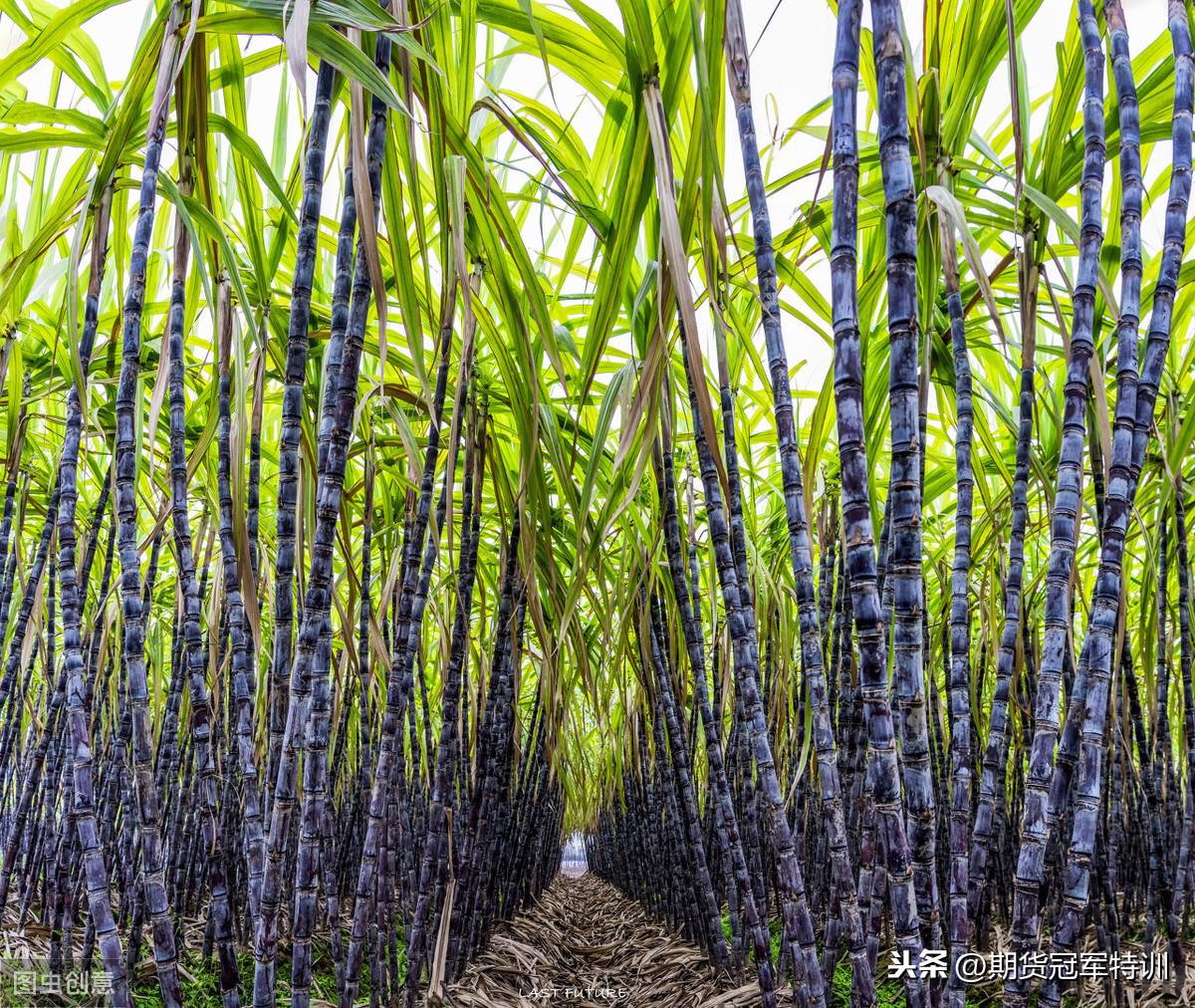 白糖期貨價格，時代印記與市場的風云變幻