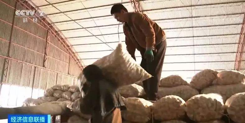 今日金鄉(xiāng)大蒜價格行情，科技引領市場新紀元