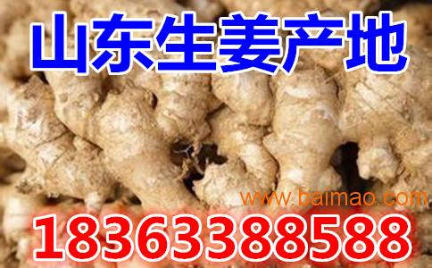 生姜價(jià)格動(dòng)態(tài)，市場(chǎng)走勢(shì)分析與預(yù)測(cè)