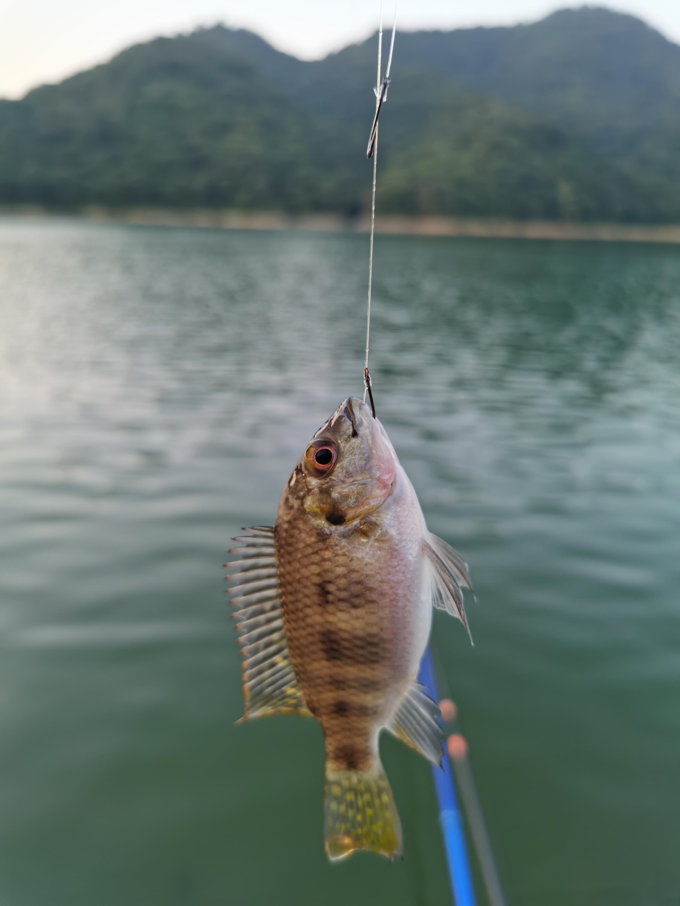 小新續(xù)集最新版，科技與生活融合的新篇章