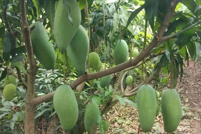 蘋果股票行情詳解，分析與投資決策步驟指南（初學者與進階用戶適用）