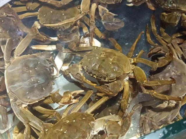 螃蟹的價格揭秘，一次自然美景探索之旅的收獲與體驗