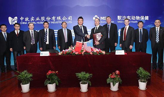 中牧股份最新動態(tài)，行業(yè)巨頭引領畜牧業(yè)發(fā)展