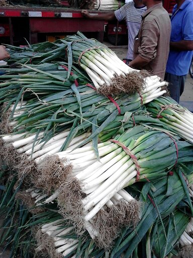 安丘大蔥最新價格動態(tài),安丘大蔥最新價格動態(tài)，小巷深處的蔥香秘境