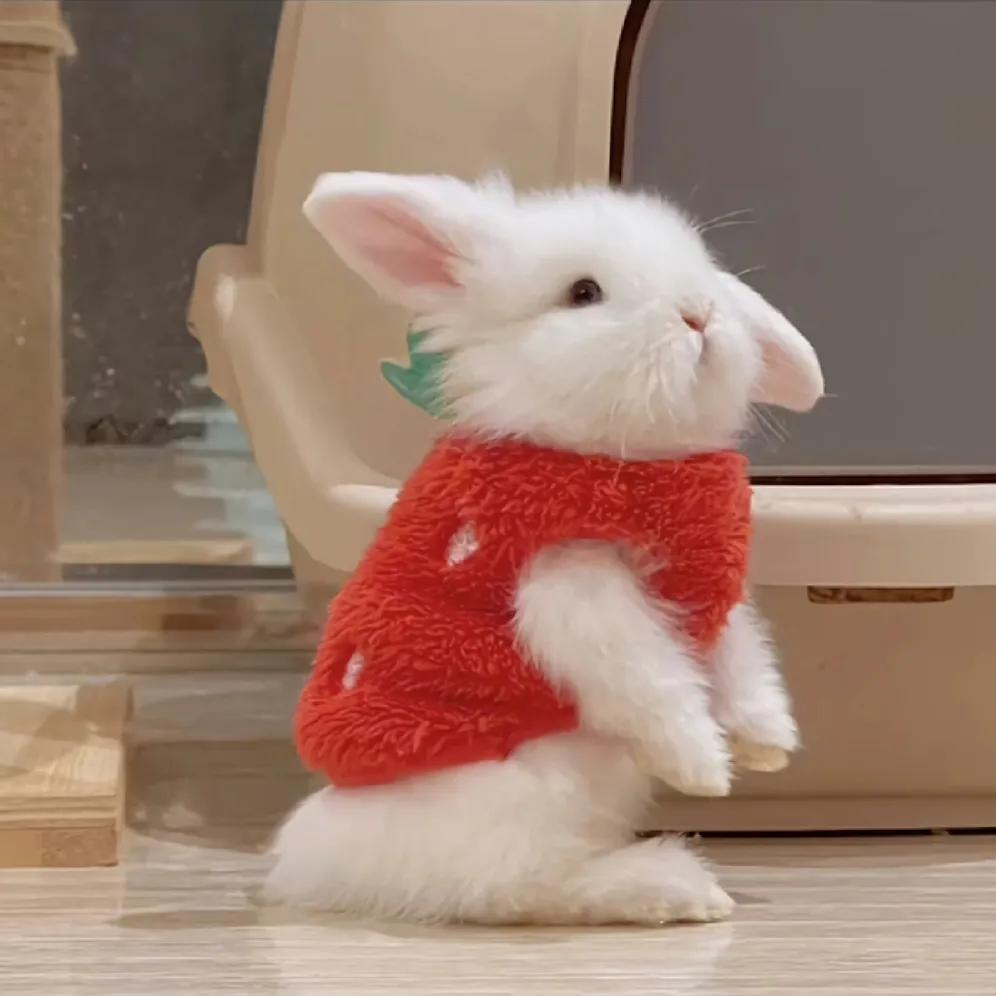 最新可愛頭像，時尚潮流中的萌文化表達新風尚