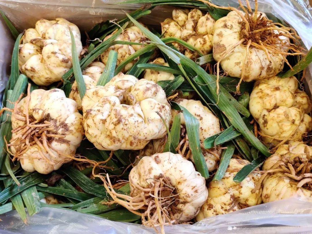 豇豆價格最新行情，科技智能引領生活，應用升級再掀波瀾