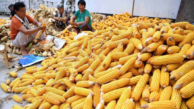 山東玉米最新價格及巷弄深處的玉米香介紹